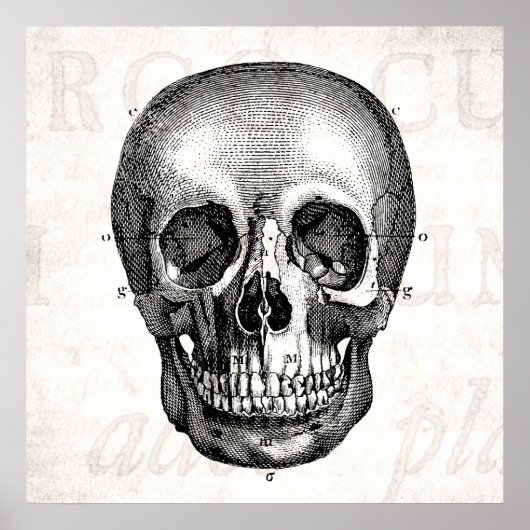 Vintage 1800s Skull Retro Anatomical Old Drawing Poster (Voorkant)