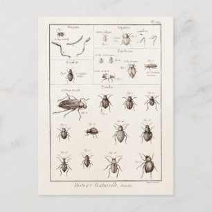 Vintage 1800s snijdt de Illustratie van de Rug Bee Briefkaart