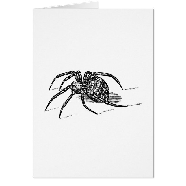 Vintage 1800s Spider Illustration Spiders Sjabloon (Voorkant)