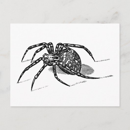 Vintage 1800s Spider Illustration Spiders Sjabloon Briefkaart (Voorkant)