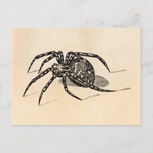 Vintage 1800s Spider Illustration Spiders Sjabloon Briefkaart