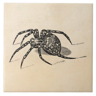 Vintage 1800s Spider Illustration Spiders Sjabloon Tegeltje