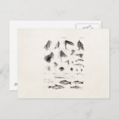 Vintage 1800s Vliegende vliegen Oude haken Briefkaart (Voorkant / Achterkant)