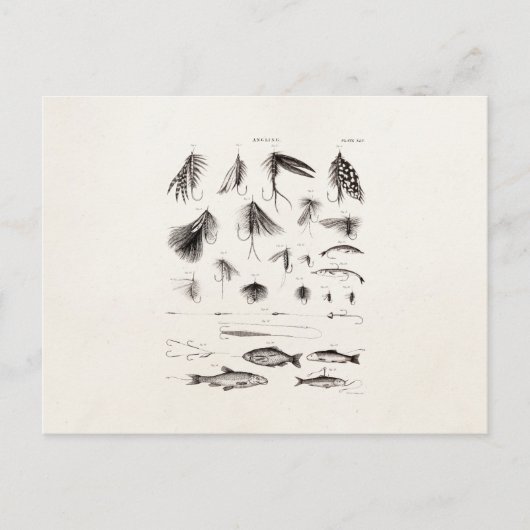 Vintage 1800s Vliegende vliegen Oude haken Briefkaart (Voorkant)