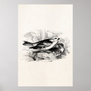 Vintage 1800s Vogelfoto sneeuwballende vogel Poster