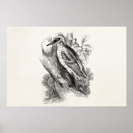 Vintage 1800s Woodpecker Bird Wood Pecker Birds Poster (Voorkant)