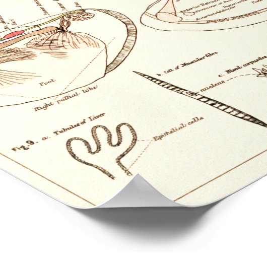 Vintage 1881 Freshwater Mussel Anatomy Print (Hoek)