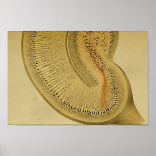 Vintage 1886 Central Nervous System Nerves Poster