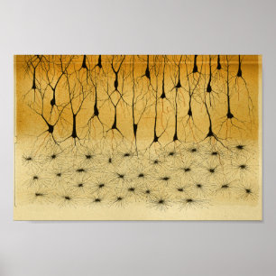 Vintage 1886 Central Nervous System Nerves Poster