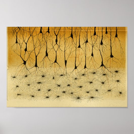 Vintage 1886 Central Nervous System Nerves Poster (Voorkant)