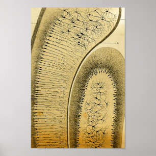 Vintage 1886 Centrale zenuwstelsel Zenuwstelselaan Poster