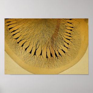 Vintage 1886 Centrale zenuwstelsel Zenuwstelselaan Poster