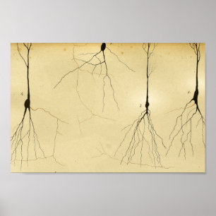 Vintage 1886 Centrale zenuwstelsel Zenuwstelselaan Poster