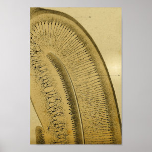 Vintage 1886 Centrale zenuwstelsel Zenuwstelselaan Poster