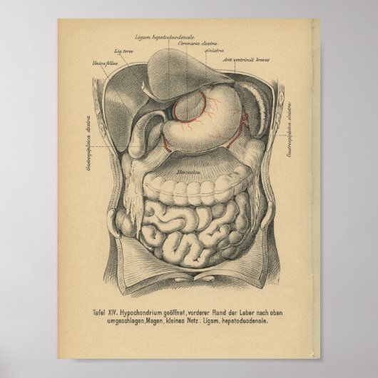 Vintage 1888 Duitse anatomie Afdrukbuikorganen Poster (Voorkant)