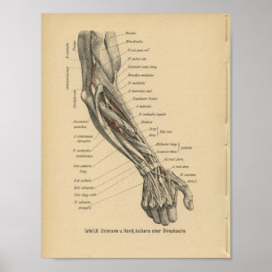 Vintage 1888 German Anatomy Print Arm Hand