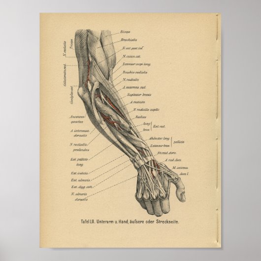 Vintage 1888 German Anatomy Print Arm Hand (Voorkant)