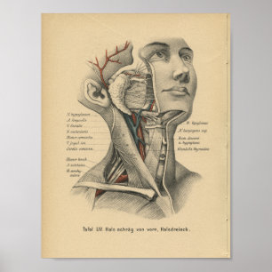Vintage 1888 German Anatomy Print Head Neck