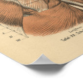 Vintage 1888 German Anatomy Print Shoulder Muscles (Hoek)