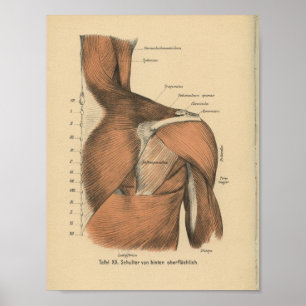 Vintage 1888 German Anatomy Print Shoulder Muscles