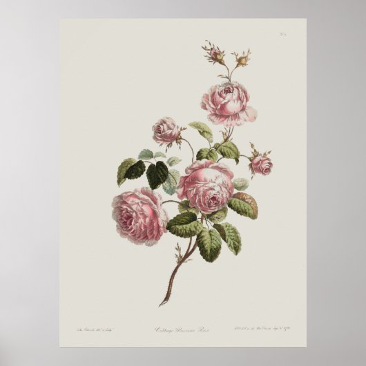 Vintage 18th Century Rose Poster (Voorkant)