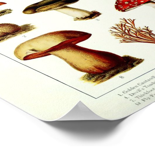 Vintage 1908 Paddenstoelen Poster (Hoek)