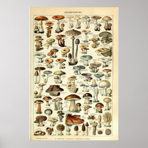 Vintage 1909 Paddenstoel Kunst van Adolphe Millot Poster