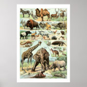 Vintage 1922 Wilde dieren Poster (Voorkant)