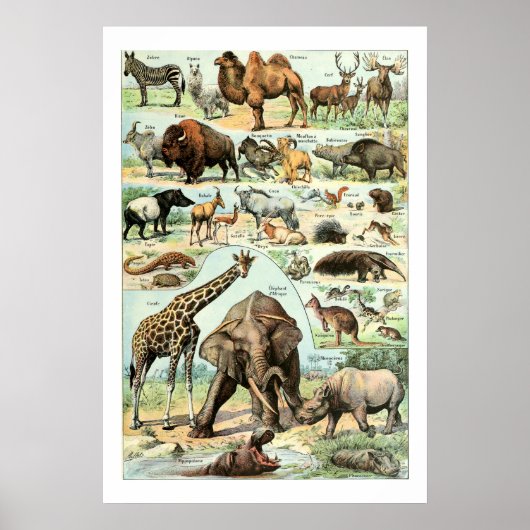 Vintage 1922 Wilde dieren Poster (Voorkant)