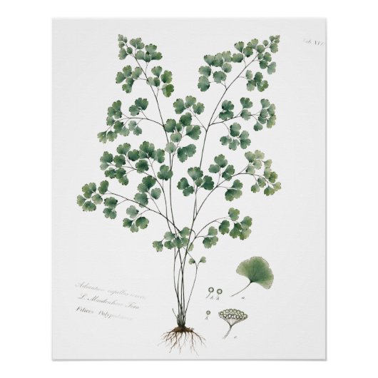 Vintage Afbeelding van Venushaar Botanische Illust Perfect Poster (Voorkant)