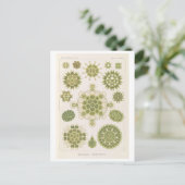 Vintage Algae van Haeckel Briefkaart (Staand voorkant)