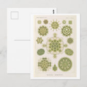 Vintage Algae van Haeckel Briefkaart (Voorkant / Achterkant)