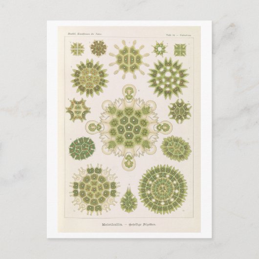 Vintage Algae van Haeckel Briefkaart (Voorkant)