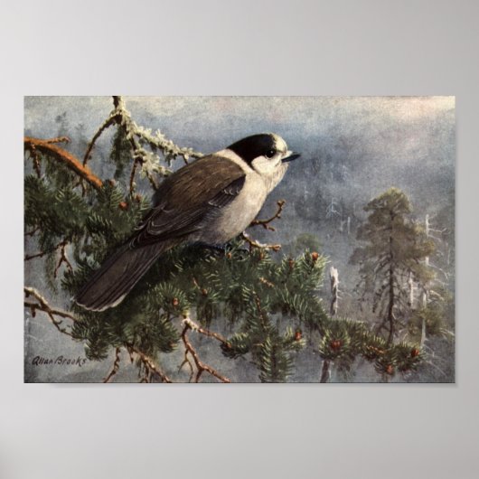 Vintage Allan Brooks Gray Jay Poster Art (Voorkant)