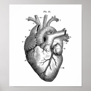 Vintage Anatomical Drawing Human Heart Poster