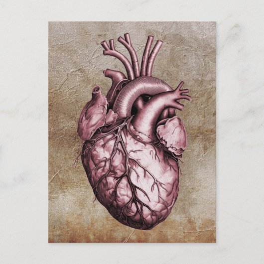 Vintage anatomical illustration of the human heart briefkaart (Voorkant)