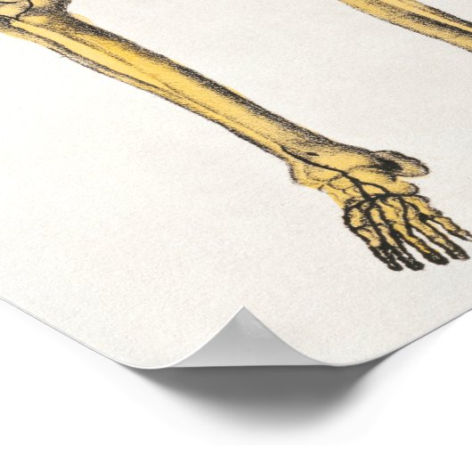 Vintage Anatomical Illustration Poster (Hoek)