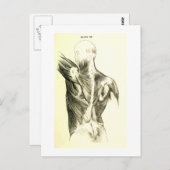 Vintage Anatomie | AchterSpieren (circa 1852) Briefkaart (Voorkant / Achterkant)