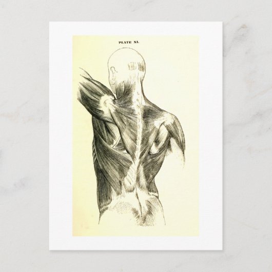 Vintage Anatomie | AchterSpieren (circa 1852) Briefkaart (Voorkant)