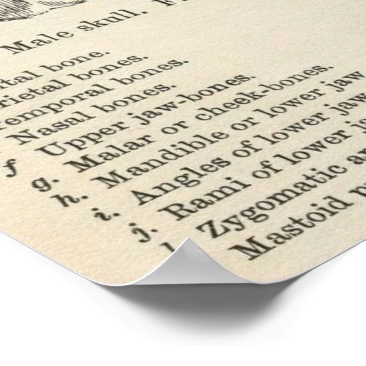 Vintage Anatomie Halloween Poster (Hoek)