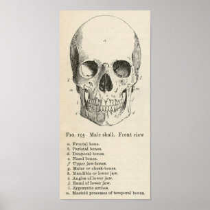 Vintage Anatomie Halloween Poster