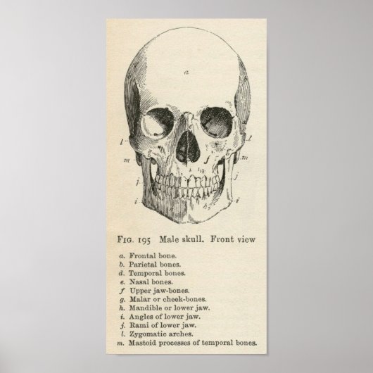 Vintage Anatomie Halloween Poster (Voorkant)