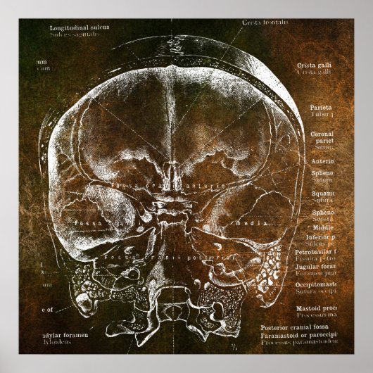 Vintage Anatomie Poster (Voorkant)