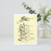 Vintage Anatomie | Ruggewervels Briefkaart (Staand voorkant)