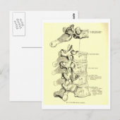 Vintage Anatomie | Ruggewervels Briefkaart (Voorkant / Achterkant)