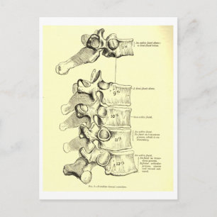 Vintage Anatomie   Ruggewervels Briefkaart