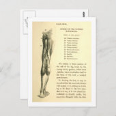 Vintage Anatomie | Spieren van het Been Briefkaart (Voorkant / Achterkant)