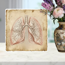Vintage anatomische longen illustratie schets