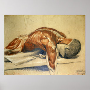 Vintage Anatomy Charles Landseer Poster