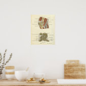 Vintage Anatomy Print Bones Elbow Wrist Joints (Keuken)